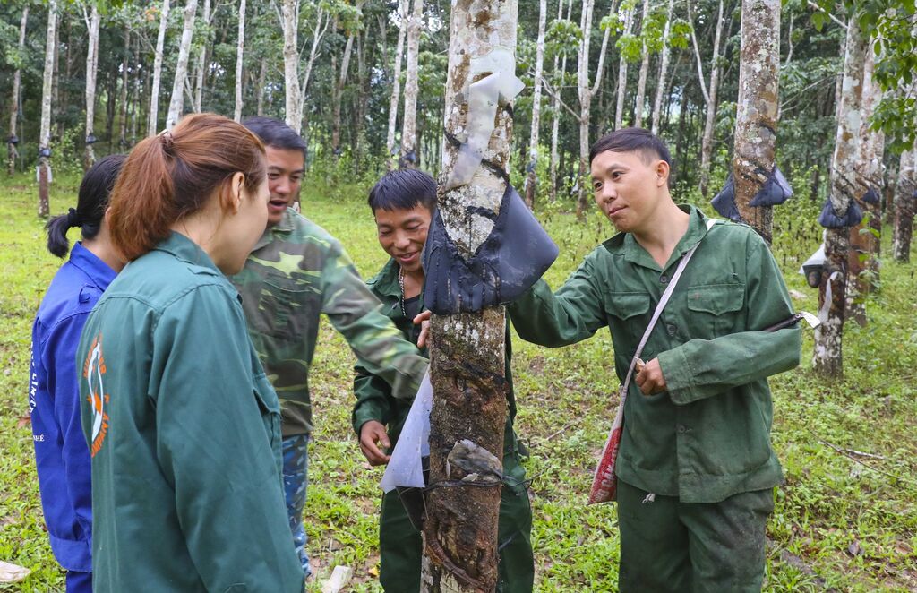  Những “Bàn tay vàng” thu hoạch mủ cao su ở biên giới Mường Nhé, Điện Biên
